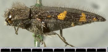 Media type: image;   Entomology 24426 Aspect: habitus lateral view